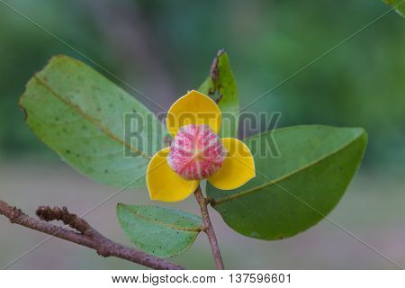 Mitrephora Keithii Flower Close Up