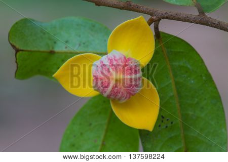 Mitrephora Keithii Flower Close Up