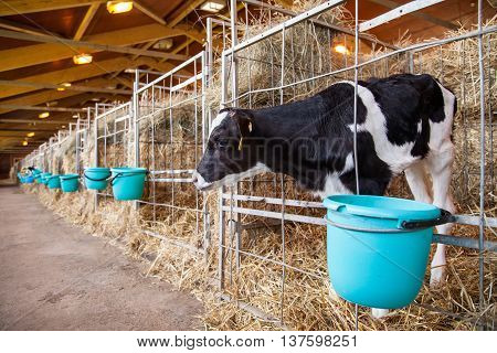 Calf standing in a cage sticking his head out a bucket of food