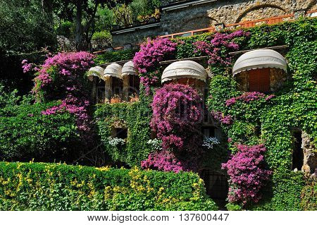 garden, Landscape design of wall overgrown bougainvillea with sun visors