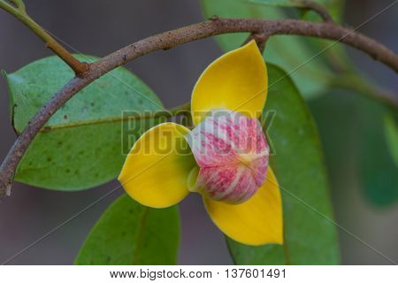 Mitrephora Keithii Flower Close Up