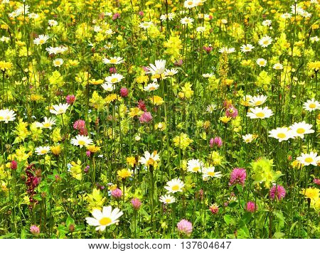 Beautiful flower meadow in Caucasus mountains.  Swaneti, Georgia, Europe.