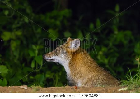Golden Jackal Or Fox At Nigth