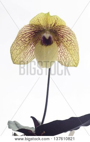 Paph. Ma Belle is an easy-to-grow primary hybrid. The picture is one of the first seedlilngs from this cross that bloomed. These are really nice and large strong plants.