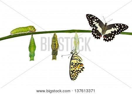 Isolated Transformation Of Lime Butterfly On White