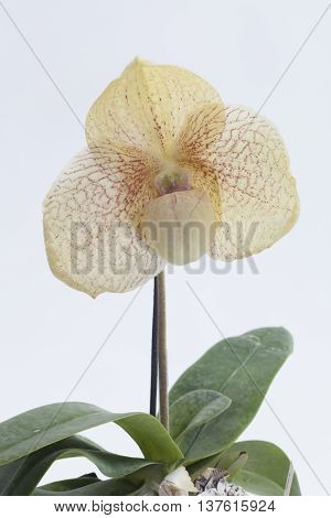 Paph. Ma Belle is an easy-to-grow primary hybrid. The picture is one of the first seedlilngs from this cross that bloomed. These are really nice and large strong plants.