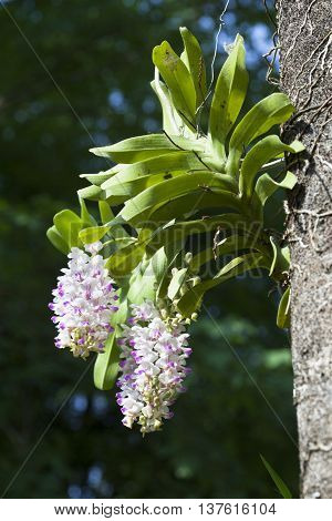 Aerides houlettiana Rchb. f.Wild orchids,Orchids in the forest.