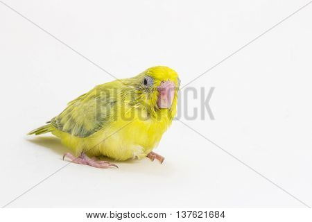 Pastel Green Forpus Bird Chick