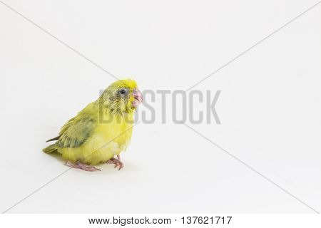 Pastel Green Forpus Bird Chick