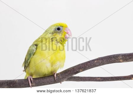 Pastel Green Forpus Bird Chick