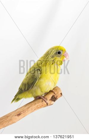 Pastel Green Forpus Bird Chick
