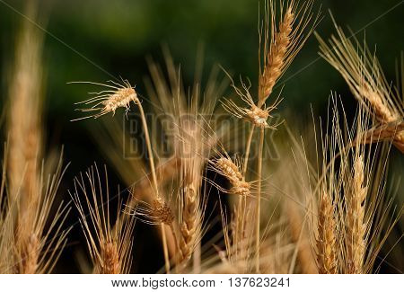 Wheat field with spikes in foreground and ready to harvest in early summer