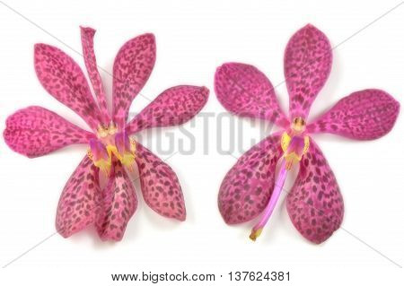 Purple mokara orchid from Central of Thailand