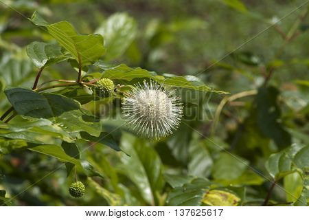 White Button Bush Wildflower  Cephalanthus Occidentalis Wildflower