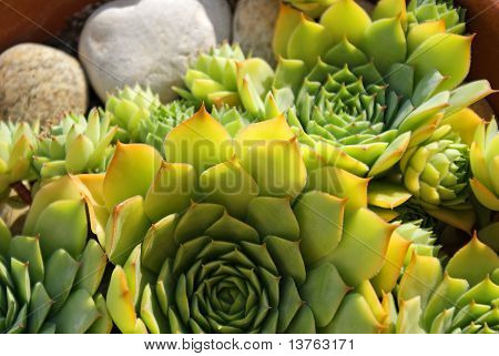 Houseleek