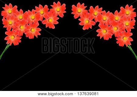 Bouquet of flowers dahlias. Flowers isolated on black background.