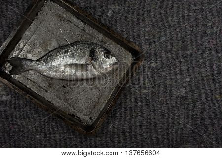 Raw dorado with salt on pan with gray background