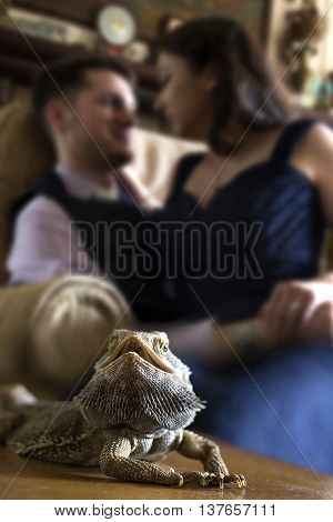 Bearded Dragon reptile pet posing with affectionate owners