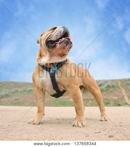 a bulldog in a dog park with a bright blue sunny sky behind him with a few clouds on a summer day 