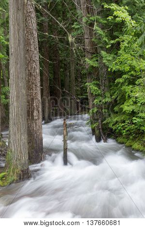 A rapid river running through a forest.