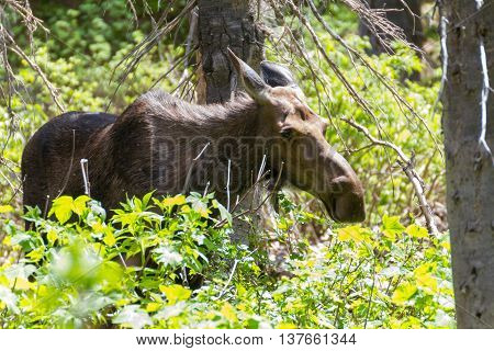 A female moose encountered while hiking along a trail