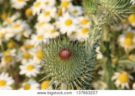 Thistle between color meadow flowers in summer