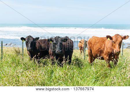 Diverstiy in Cattle in coastal paddock red and black.