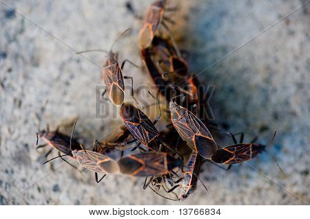 Seed Bugs