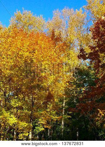autumn maple leaves blue sky yellow orange