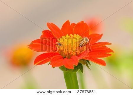 Mexican Sunflower