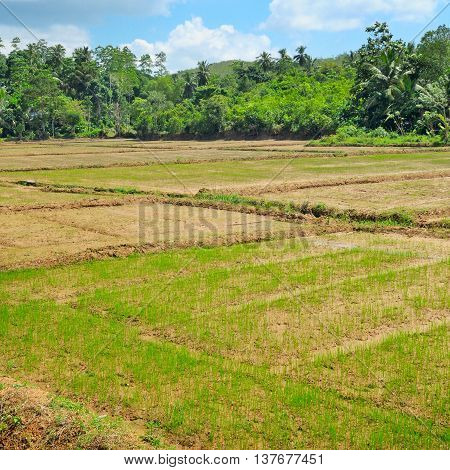 fields with crops of rice Sri Lanka