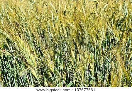Huge barley field in summer, eastern Europe