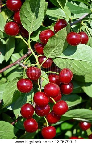 cherry brunch full of fruits in an European orchard