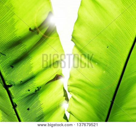 the sunny fresh light through the leaves