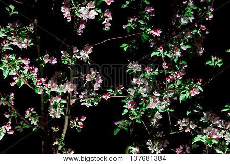 Bloom Tree on Black Background. Apple Tree With Pink and Magenta Flower in the Evening. Night Landscape. Young Blossom Tree in Spring Garden at Night