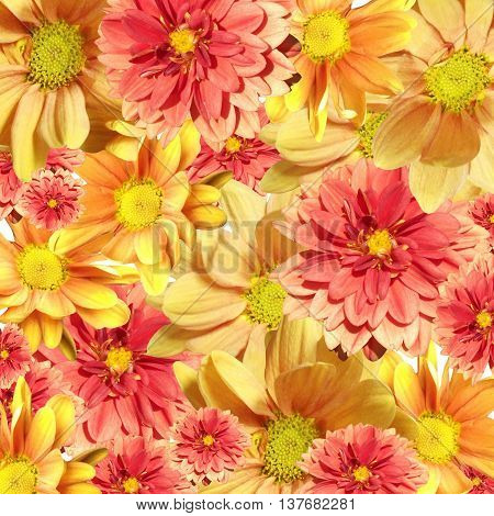 Delicate floral background of flowers yellow chrysanthemums and red dahlia
