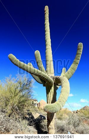 mature Saguaro cactus desert Arizona hiking spines