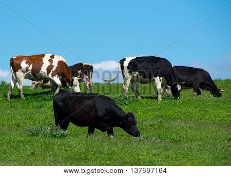 Herd of cows grazing on green meadow.