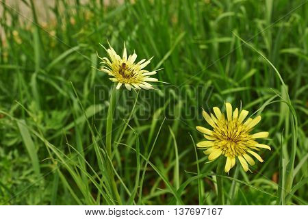 Tragopogon orientalis. Yellow flowers in a meadow salsify east.