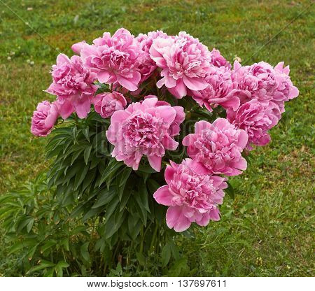 Paeonia tenuifolia. Flowering bush peony fine-leaved pink.