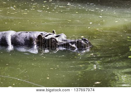 wildlife african animal the portrait of Hippopotamus