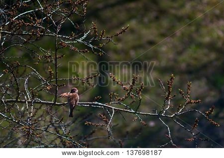A sparrow bird sitting on a tree branch