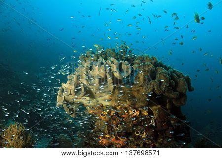 Schools of Small Fish over a Coral Pinnacle. Dampier Strait Raja Ampat Indonesia