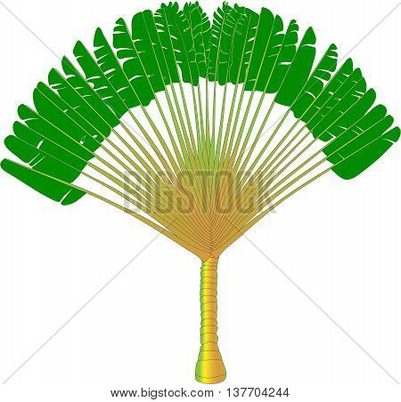 Ravenala - traveller's palm - vector drawing of a fan palm tree