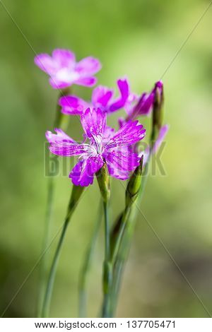 Wild flower Dianthus deltoides (Lat. Dianthus deltoides L). Close-up