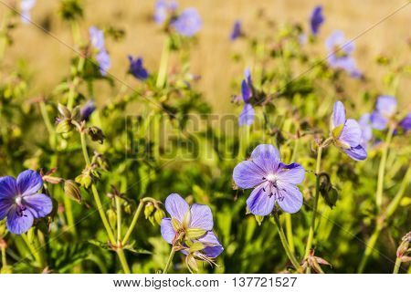 Geranium Pratense, Meadow Crane's-bill, Meadow Geranium.