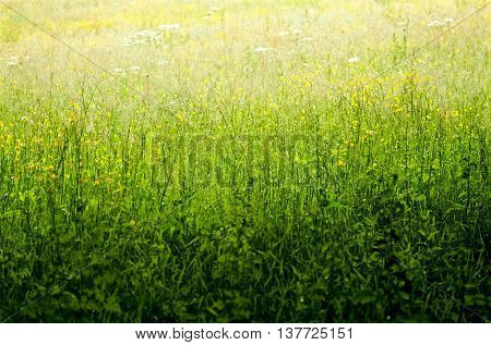 Buttercup Field landscape viewed from a Shaded Area