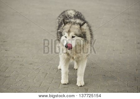 dog siberian hasky on winter animal  canine