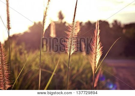 Top grass and light evenings in the summer.