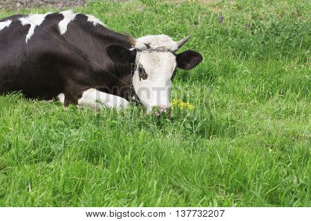 Funny cow on a green summer meadow.